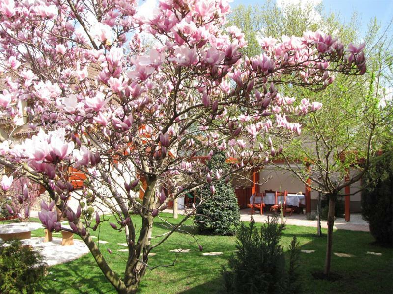Szegfu Apartman Villa Hajdúszoboszló Buitenkant foto